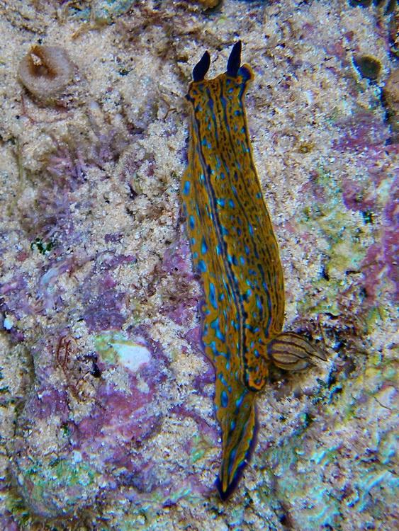 Nudibranch, Bermuda