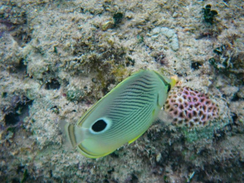 Butterflyfish, Bermuda