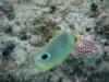 Butterflyfish, Bermuda