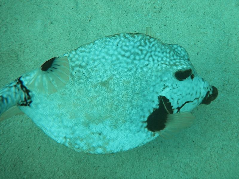 Trunk fish, Bermuda