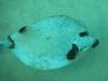 Trunk fish, Bermuda