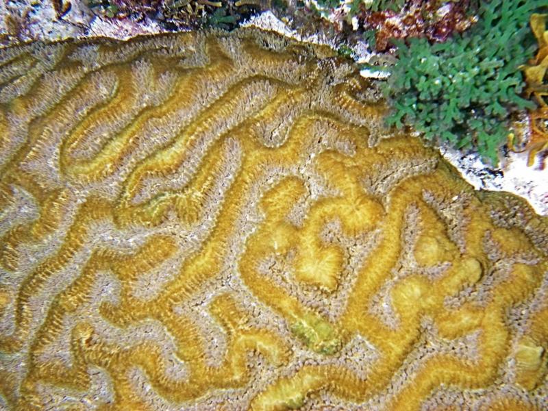 Brain coral polyps, Bermuda