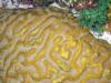 Brain coral polyps, Bermuda