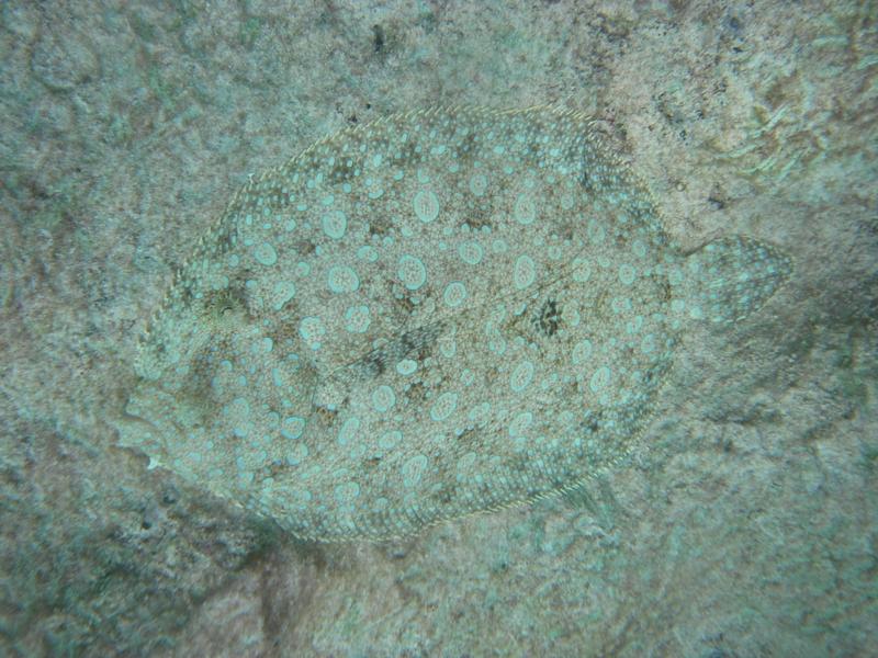 Peacock flounder on the bottom, Bermuda