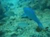 Blue parrotfish and others, Bermuda