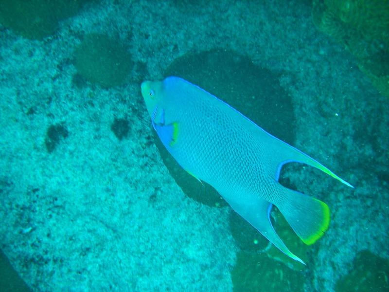 blue angelfish, Bermuda