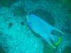 blue angelfish, Bermuda
