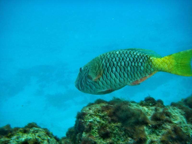 Yellowtail parrotfish, Bermuda