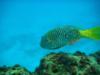 Yellowtail parrotfish, Bermuda