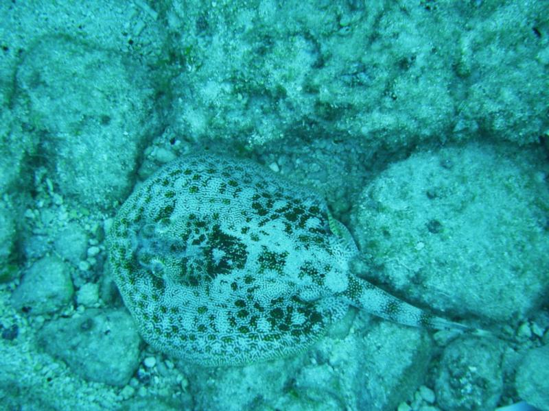 stingray, Cozumel