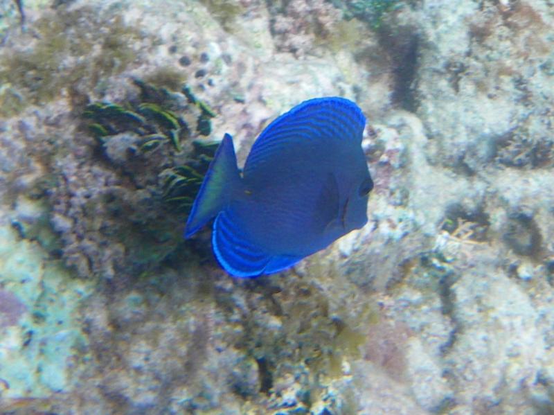 blue tang, St. Martin