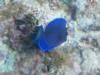 blue tang, St. Martin