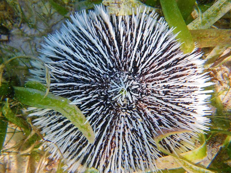 urchin, St. Martin