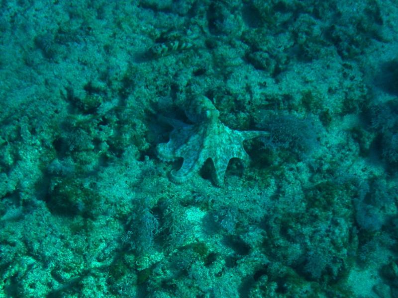 octopus, St. Martin