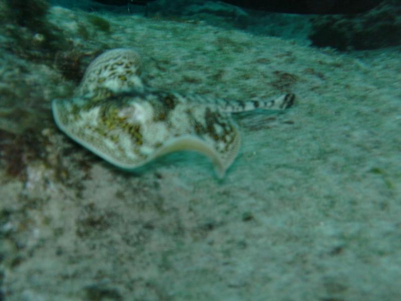 cozumel 2011