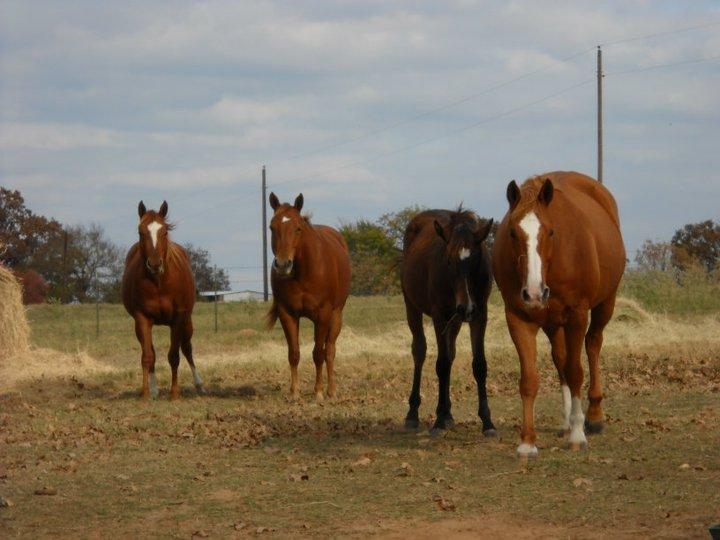 peanut and gang