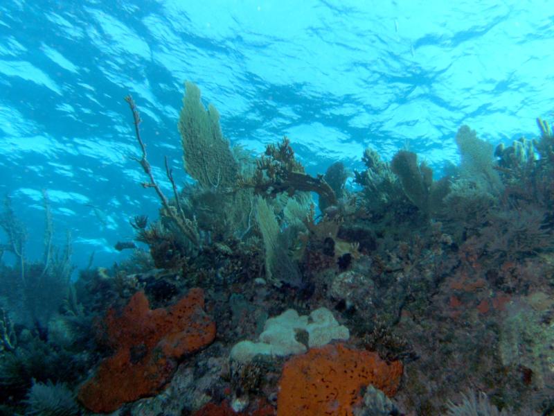 Molasses Reef, Key Largo, FL.