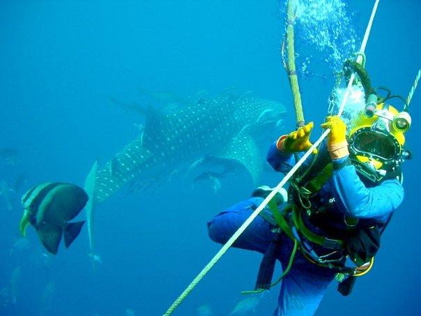 Diver and Whale Shark