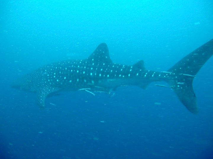 Whale Shark...