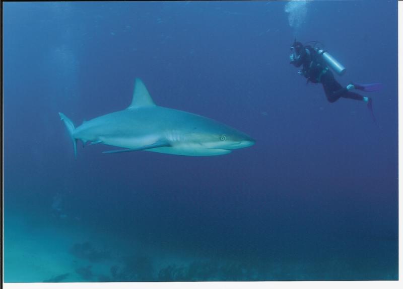 me and shark@ Stuart Coves,Bahamas