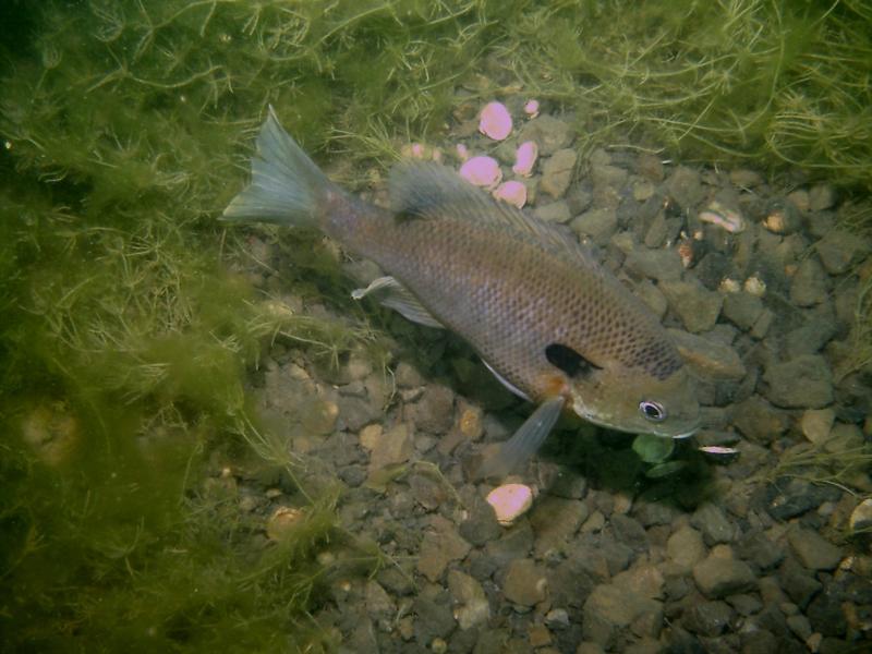 Bream @ Philadelphia Quarry, Tennessee 