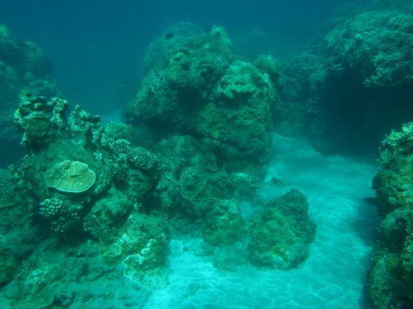 Coral Fields