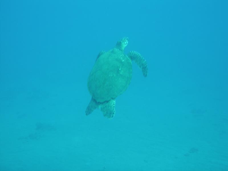 Turtle in turtle Bay, Maui