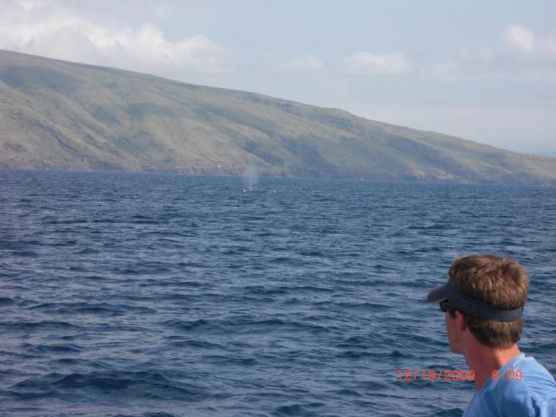 Whale sighting on Dive expedition off of Maui, 2009.