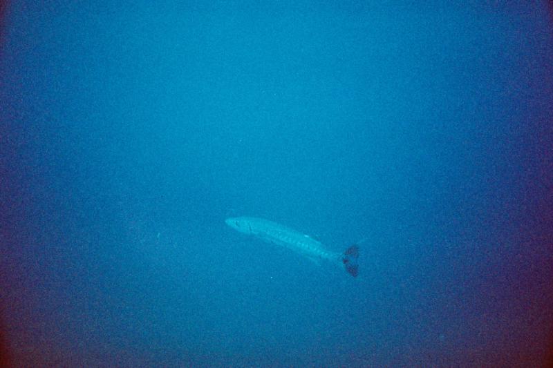 Barracuda off the Indra