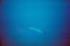 Barracuda off the Indra