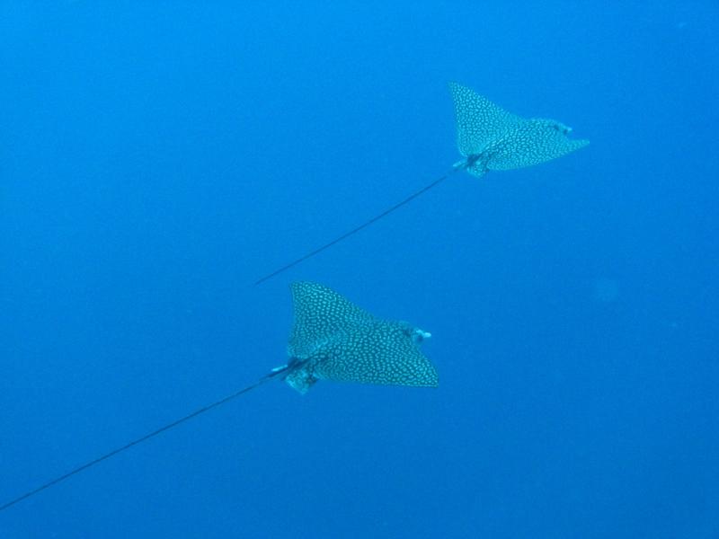 Spotted Eagle Rays cruising around 100’ in the blue off Bonaire, I love them!