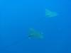 Spotted Eagle Rays cruising around 100’ in the blue off Bonaire, I love them!