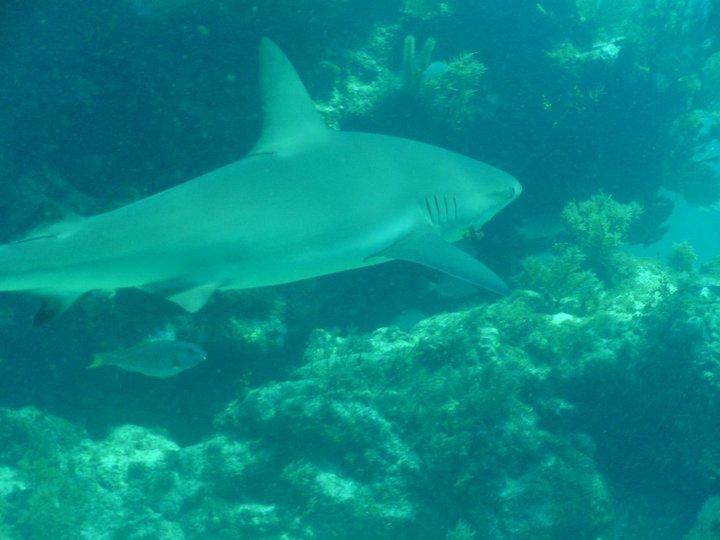 Black Tip cruising around the reef in Key Largo