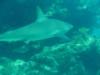 Black Tip cruising around the reef in Key Largo