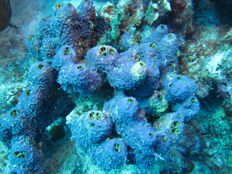 Bonaire