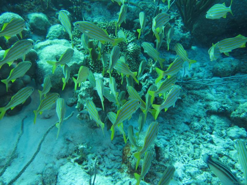Bonaire