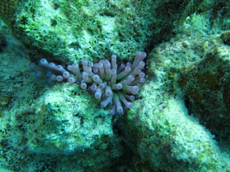 Bonaire