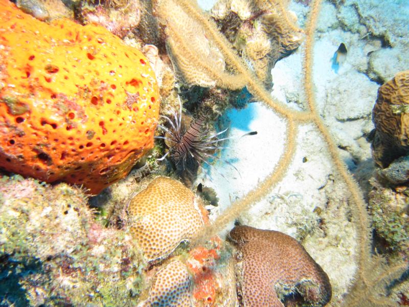 Bonaire