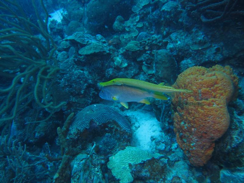 Bonaire