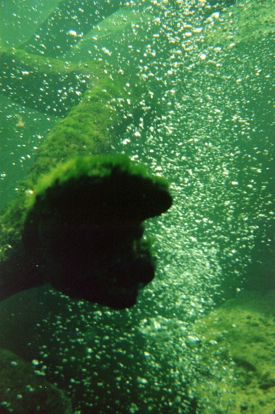 blue springs