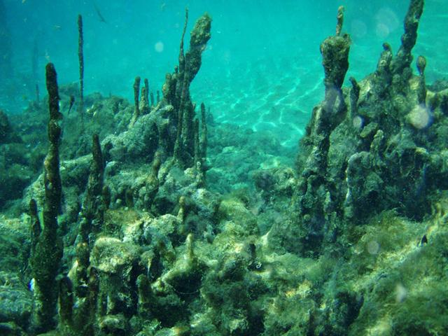 Weeki Wachee Springs