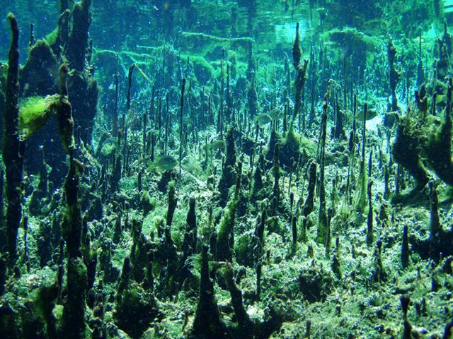 Weeki Wachee Springs