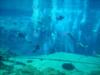 Weeki Wachee Springs