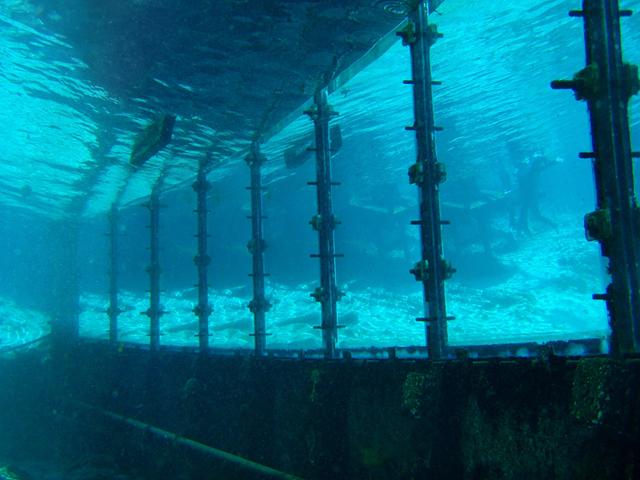 Weeki Wachee Springs