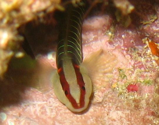 Greenbanded Goby, Condado, PR