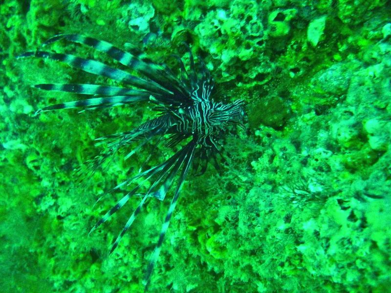 Lion Fish in Destin