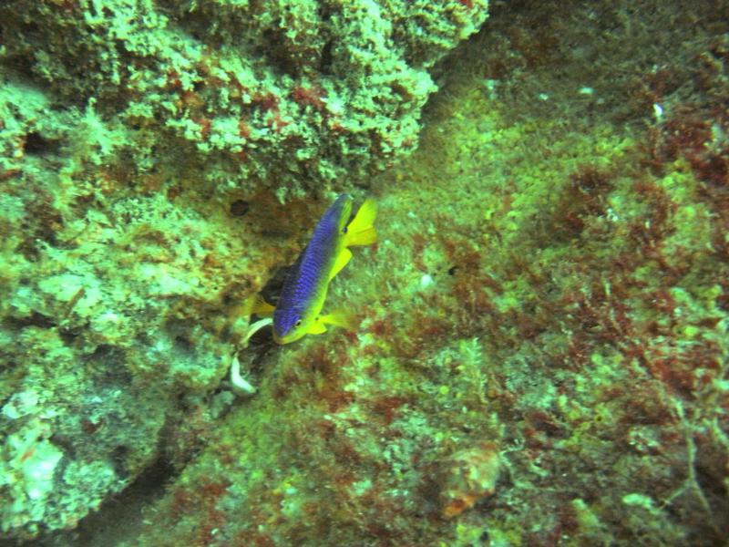 My favorite fish on the PC Jetties