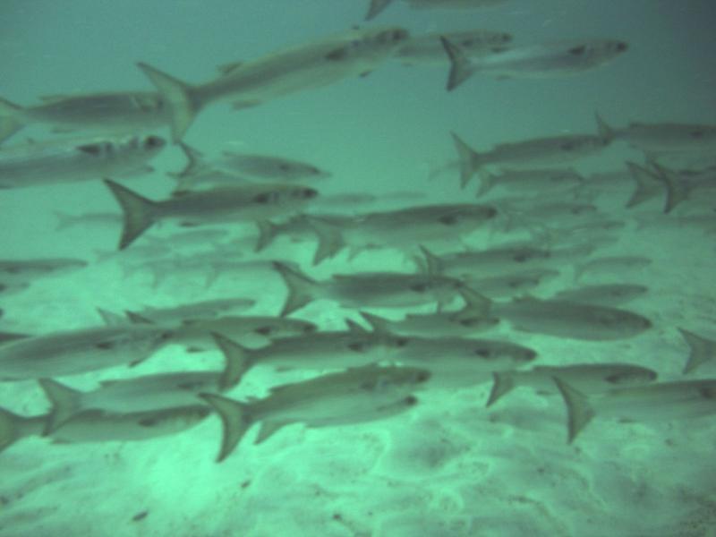 School of fish of the jetties