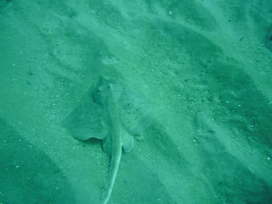 Stingray at Miss Louise