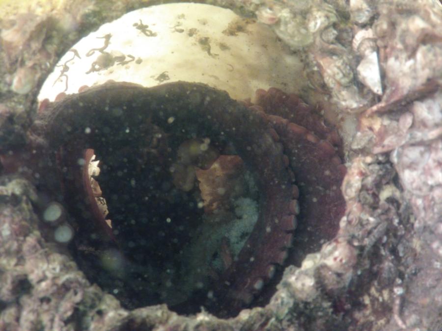 Octopus hiding